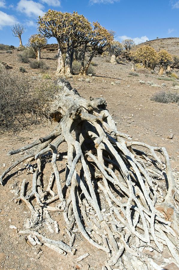 Quiver Trees Photograph by Peter Chadwick Fine Art America