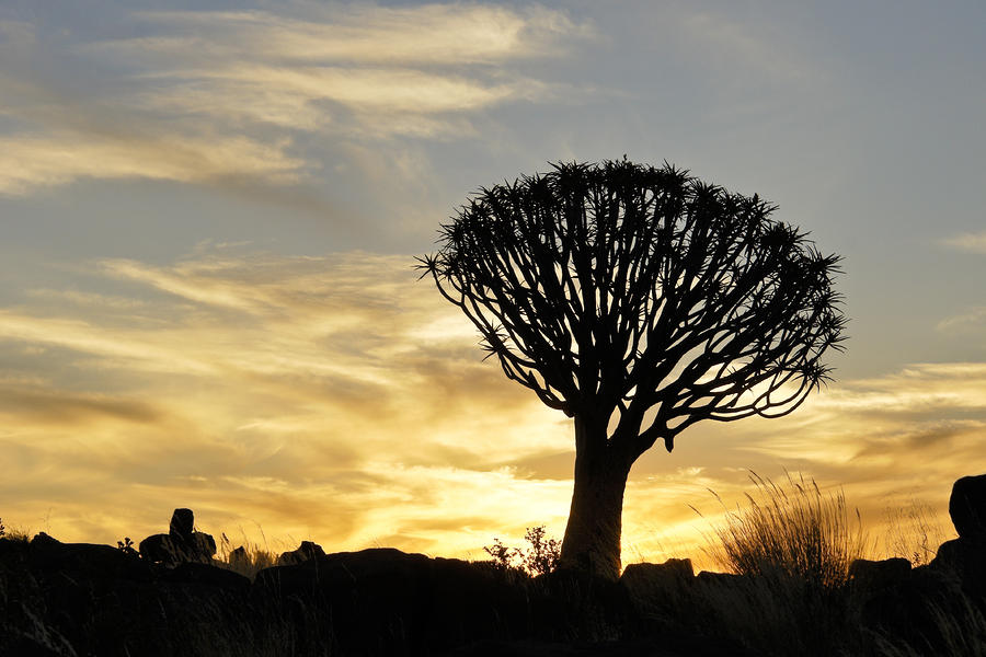 Quivertree Sunset Photograph by Michele Burgess