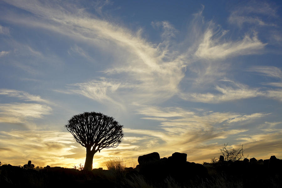 Quivertree with Clouds Photograph by Michele Burgess