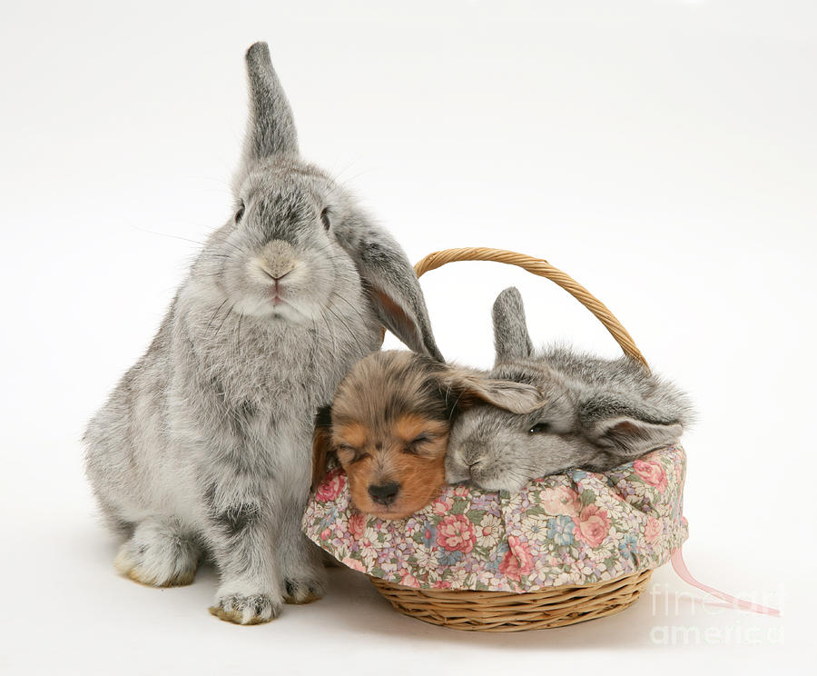 Rabbit And Baby With Miniature Dachshund Photograph by Jane Burton