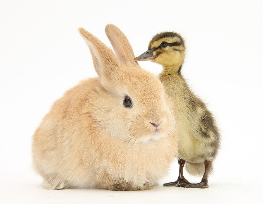 Duck Photograph - Rabbit And Duckling by Mark Taylor