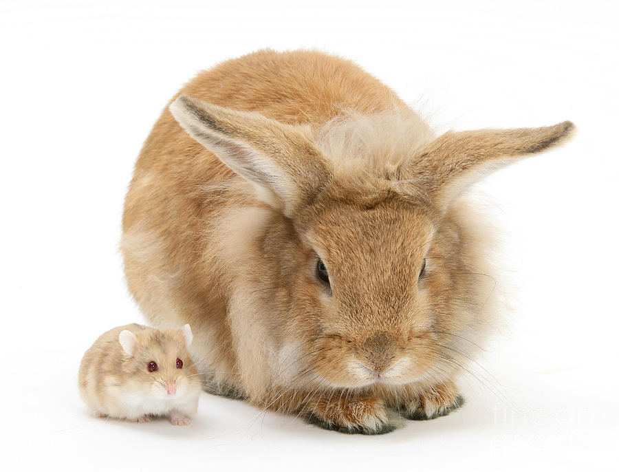 Rabbit And Dwarf Hamster Photograph by Mark Taylor