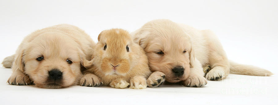 Rabbit And Puppies Photograph by Jane Burton