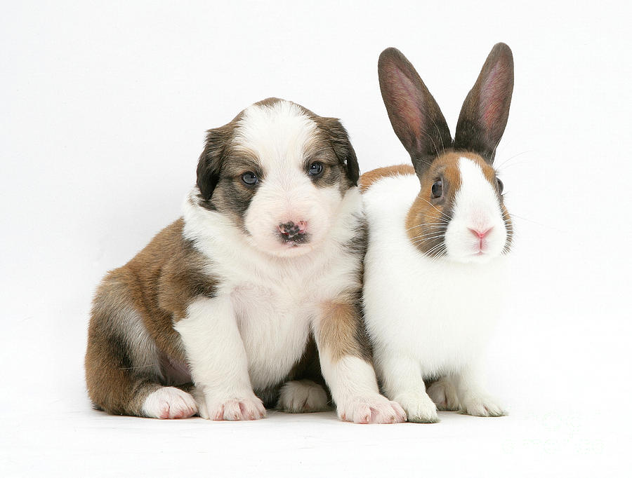 Rabbit And Puppy Photograph by Jane Burton