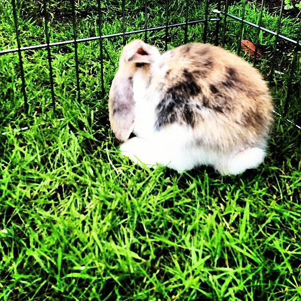 Rabbit Photograph - Rabbit Bum #rabbit #bunny #bum #tail by Laura Hindle