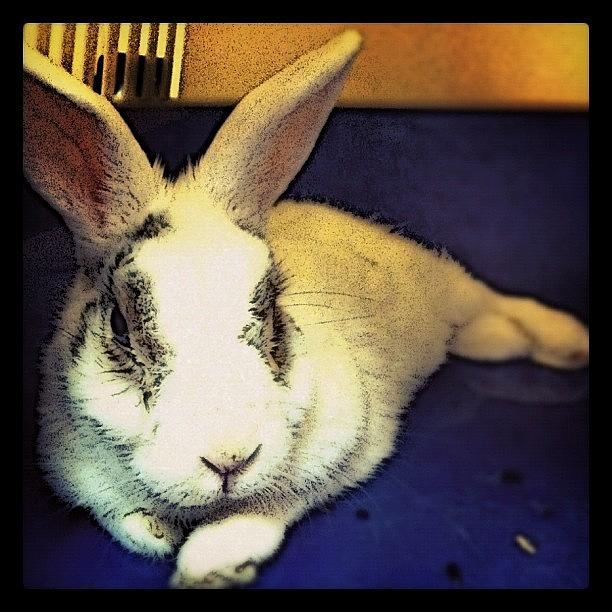 Rabbit Photograph - #rabbit #bunny #bunnyrabbit #vermin by Boo Mason