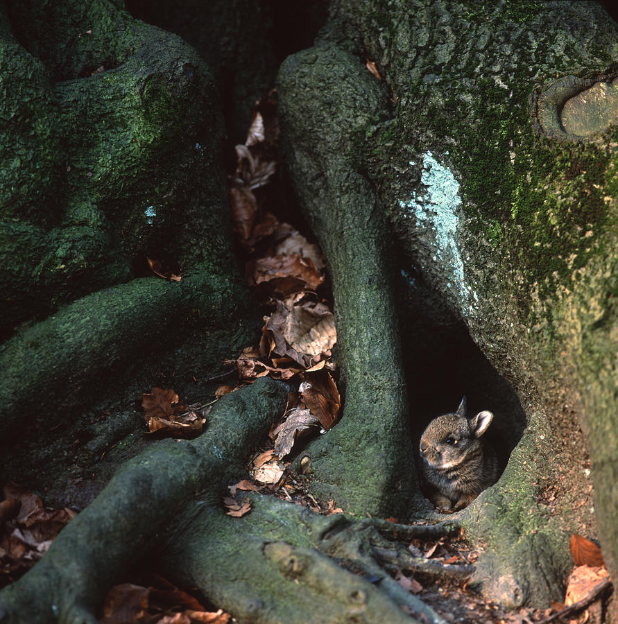 Rabbit hiding between roots Photograph by Ulrich Kunst And Bettina Scheidulin