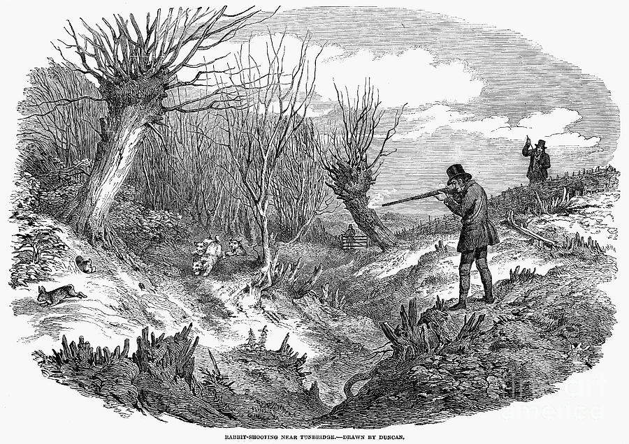 Rabbit Hunting, 1850 Photograph by Granger
