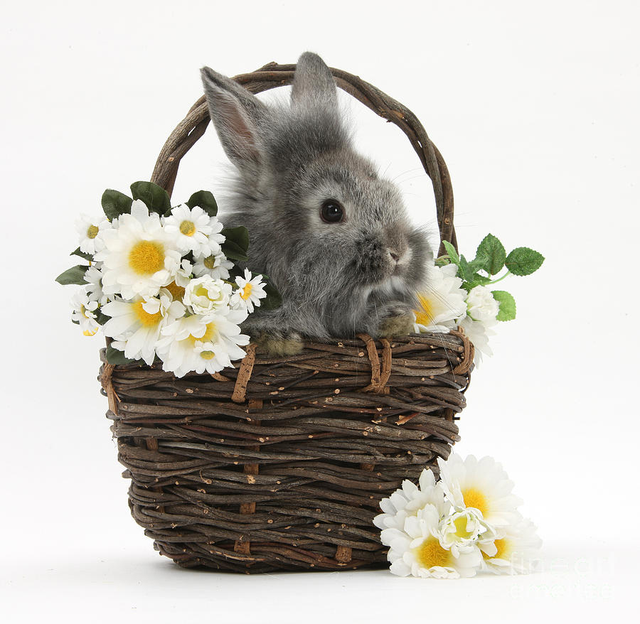Nature Photograph - Rabbit In A Basket With Flowers by Mark Taylor
