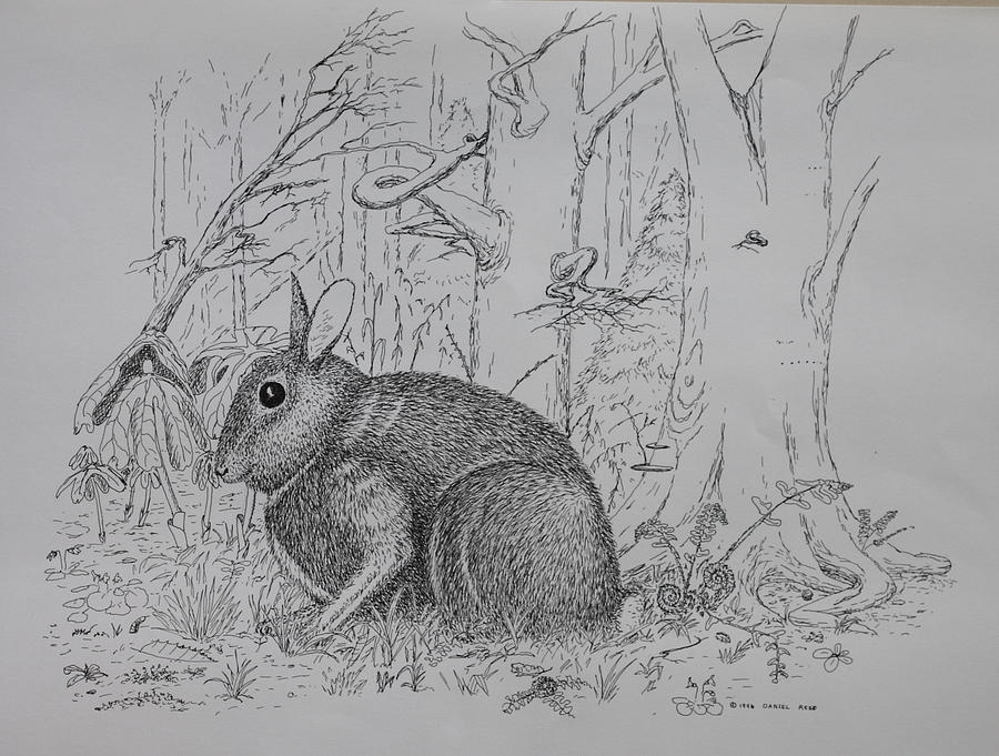 Rabbit In Woodland Drawing by Daniel Reed