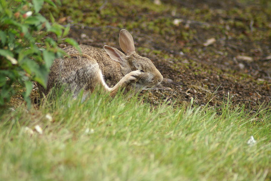 Rabbit Photograph by Jerry Cahill