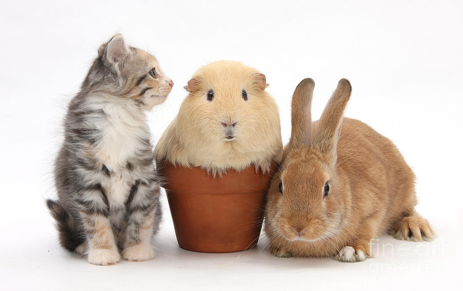 Rabbit, Kitten And Guinea Pig Photograph by Mark Taylor