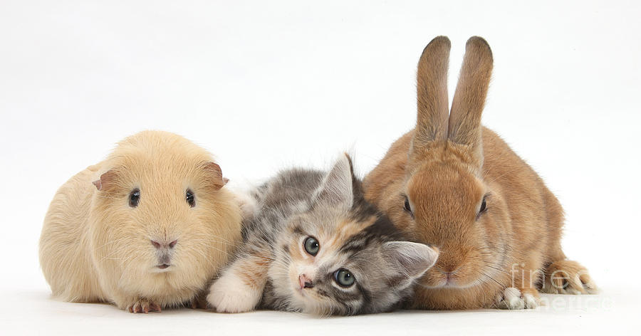 Rabbit, Kitten, And Yellow Guinea Pig Photograph by Mark Taylor