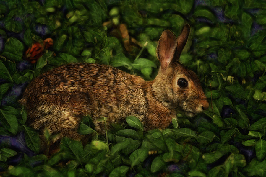 Rabbit Photograph by Linda Tiepelman