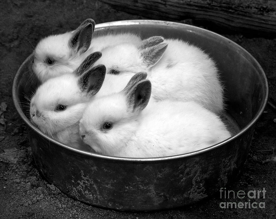 Rabbit Stew Photograph by Terry Doyle