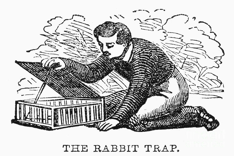 Rabbit Trap Photograph by Granger