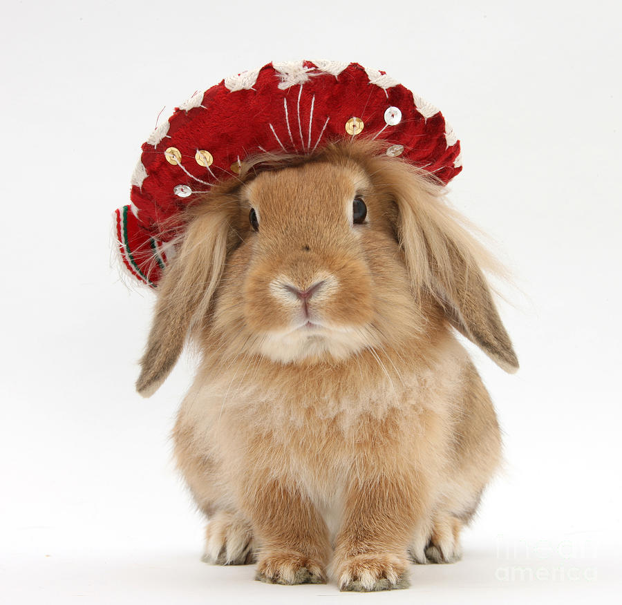 Rabbit Wearing A Hat Photograph by Mark Taylor