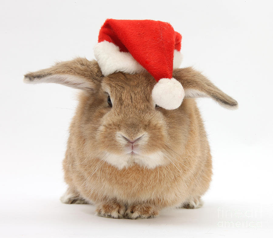 Rabbit Wearing A Santa Hat Photograph by Mark Taylor