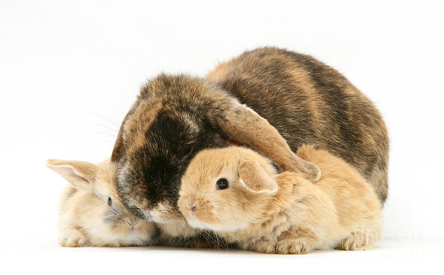 Rabbit Photograph - Rabbit With Young by Jane Burton
