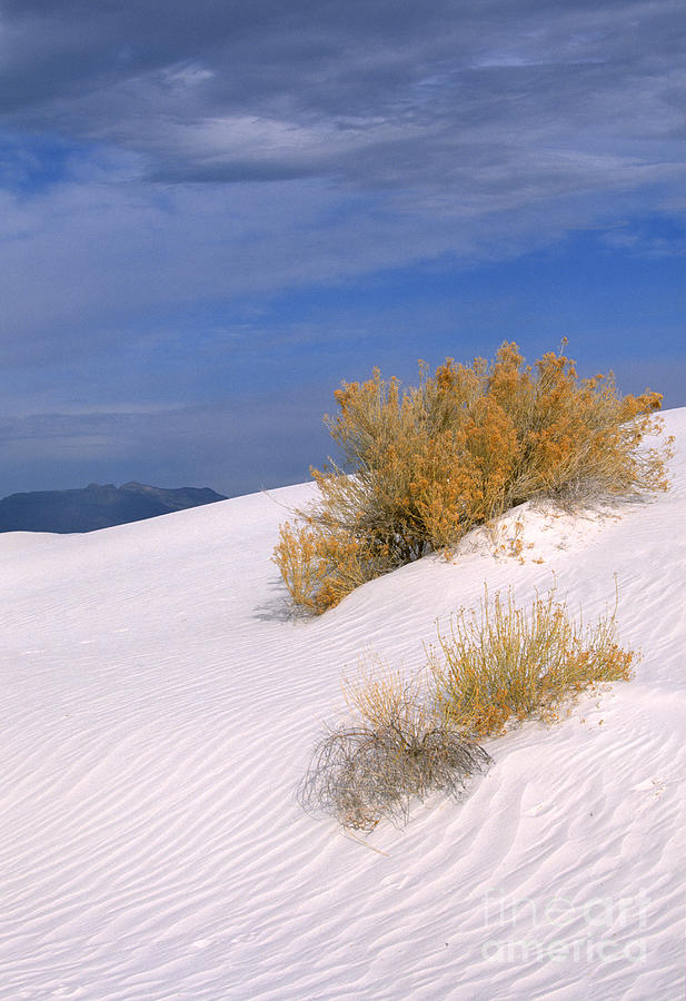 White Sands National Monument Photograph - Windswept - White Sands National Monument #1 by Sandra Bronstein