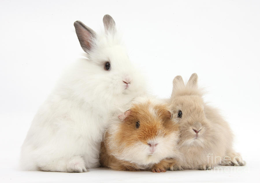 Nature Photograph - Rabbits And Guinea Pig by Mark Taylor