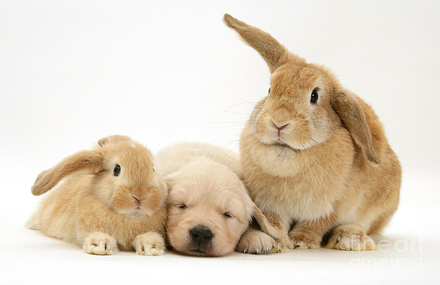 Rabbits And Puppy Photograph By Jane Burton - Fine Art America