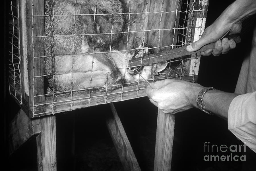 Rabid Fox, 1958 Photograph by Science Source