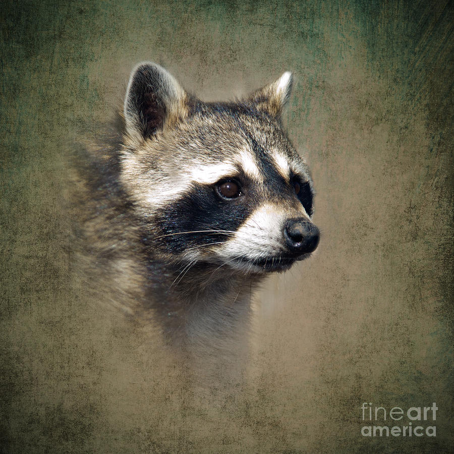 Raccoon 1 Photograph by Betty LaRue