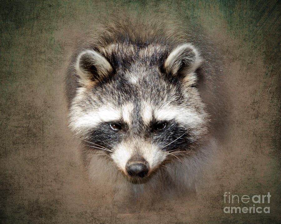 Raccoon Photograph - Raccoon 2 by Betty LaRue