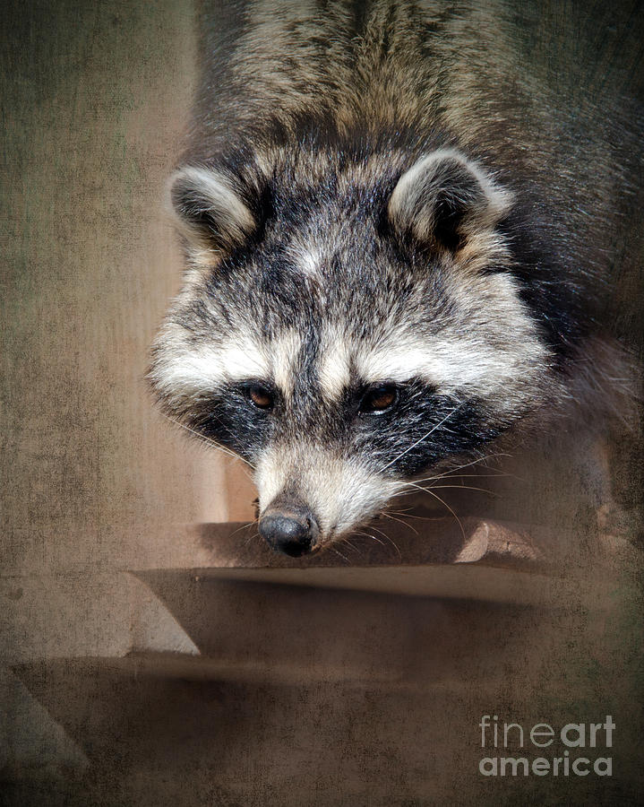 Raccoon 3 Photograph by Betty LaRue