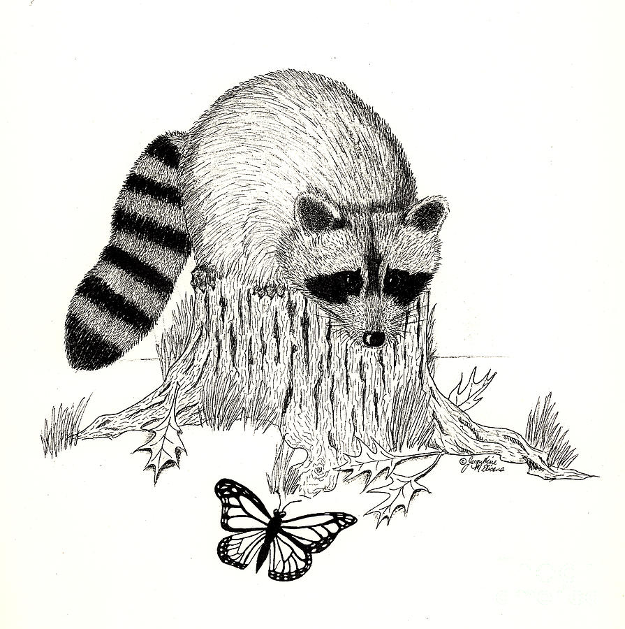 Raccoon and Monarch Drawing by Jackie Irwin