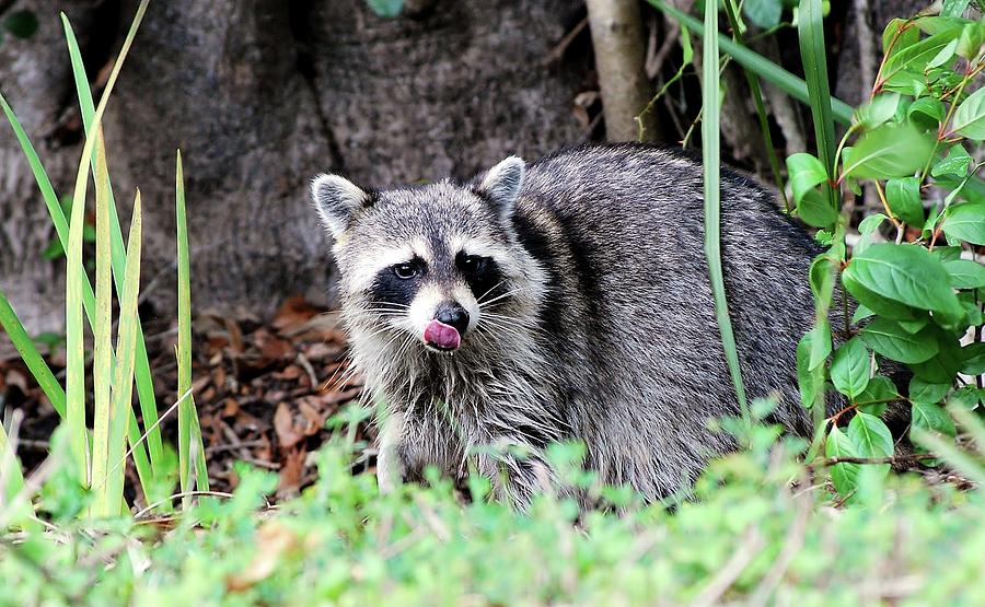 Raccoon Photograph by Bill Hosford