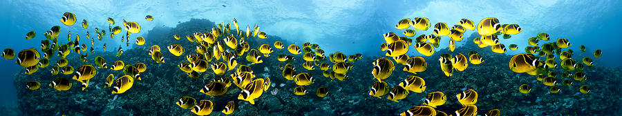Raccoon Butterflyfish Panorama Photograph by Dave Fleetham - Printscapes