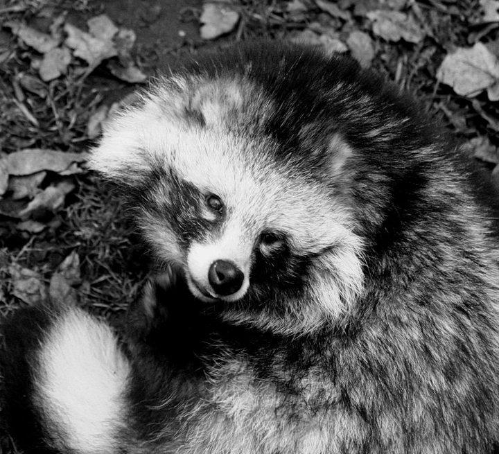 Black And White Photograph - Raccoon Dog by Katie Mann