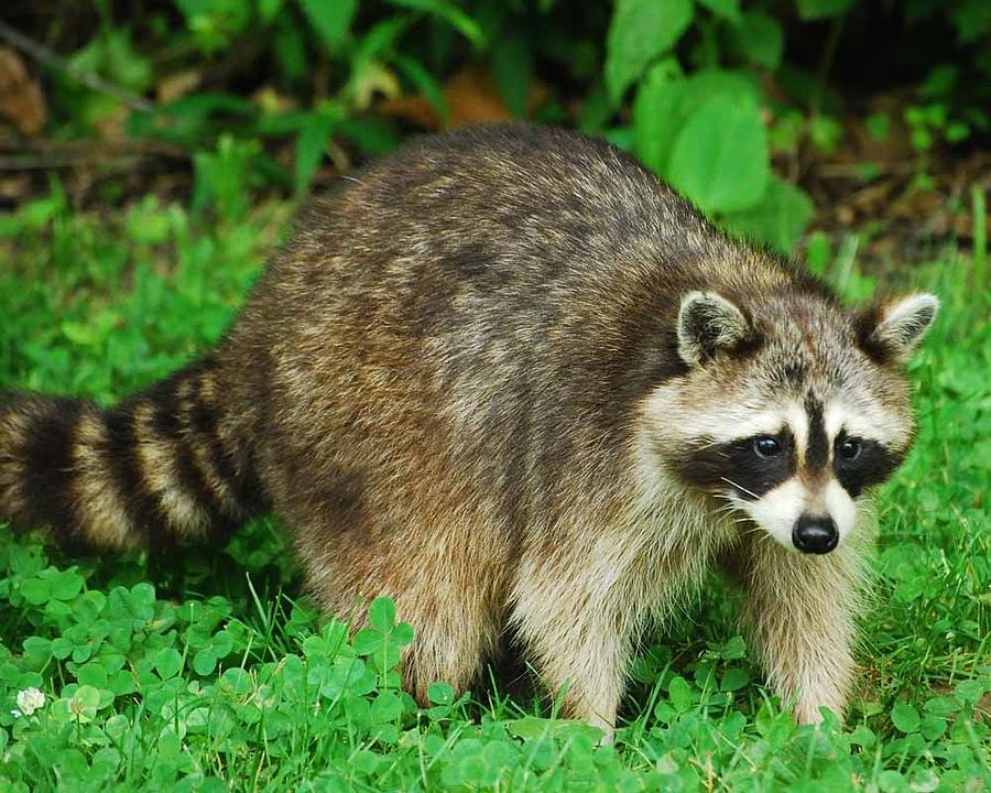 Raccoon Photograph By Don Saxon Fine Art America