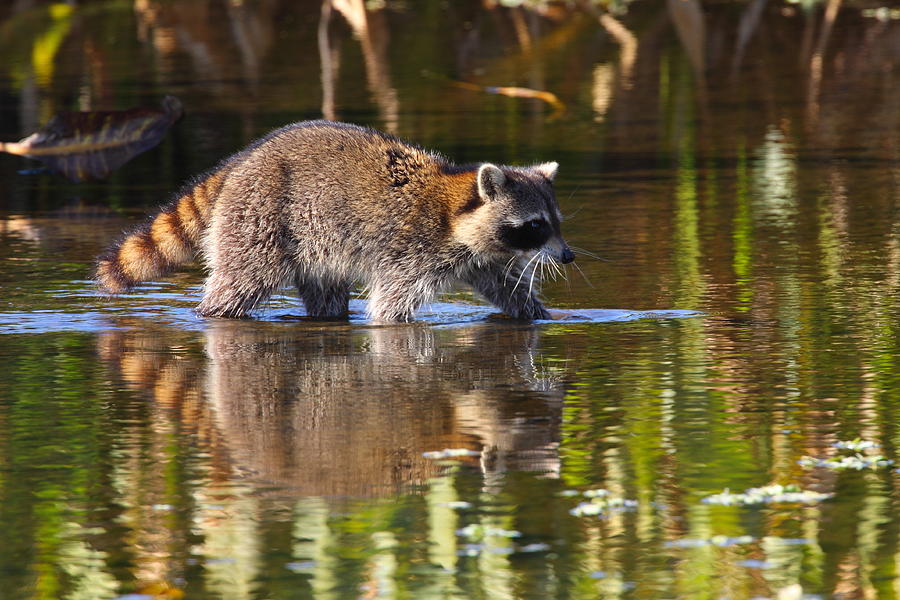 Raccoon Foraging  Photograph by Bruce J Robinson