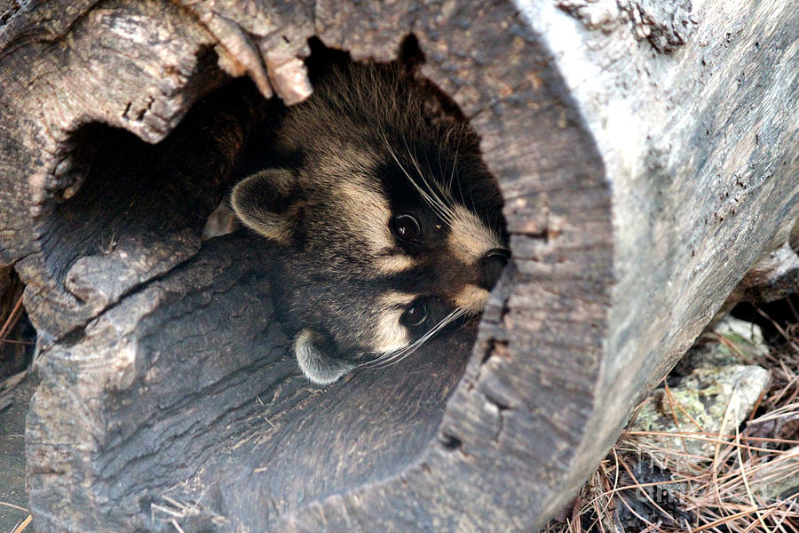 Raccoon In Hiding Photograph by Kathy  White