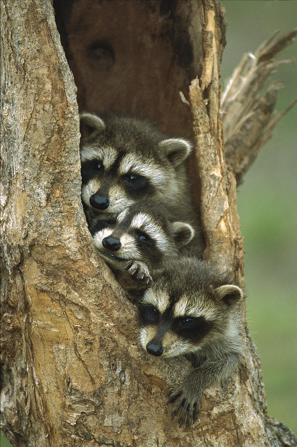 Raccoon Procyon Lotor Three Babies Photograph by Konrad Wothe
