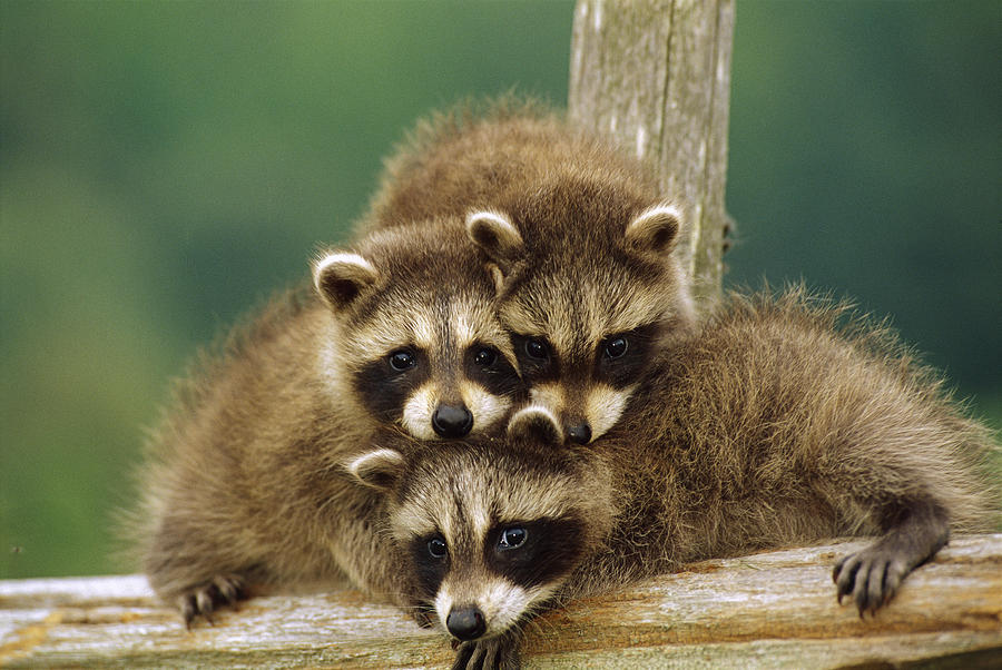 Raccoon Procyon Lotor Three Orphan Photograph by Gerry Ellis