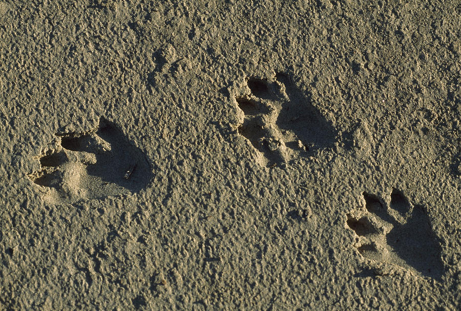 Raccoon Tracks On Newly Dredged Mud Photograph by Tyrone Turner