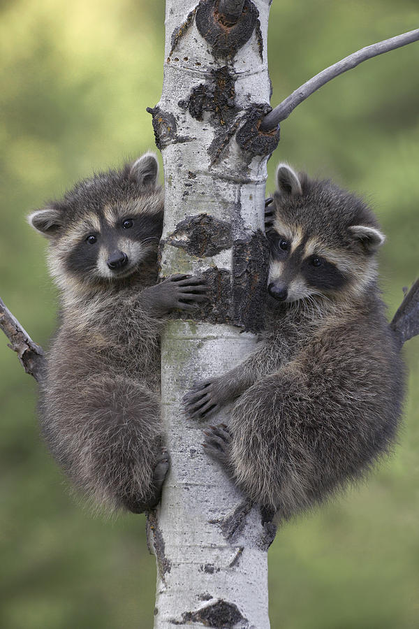 Animals Photograph - Raccoon Two Babies Climbing Tree North by Tim Fitzharris