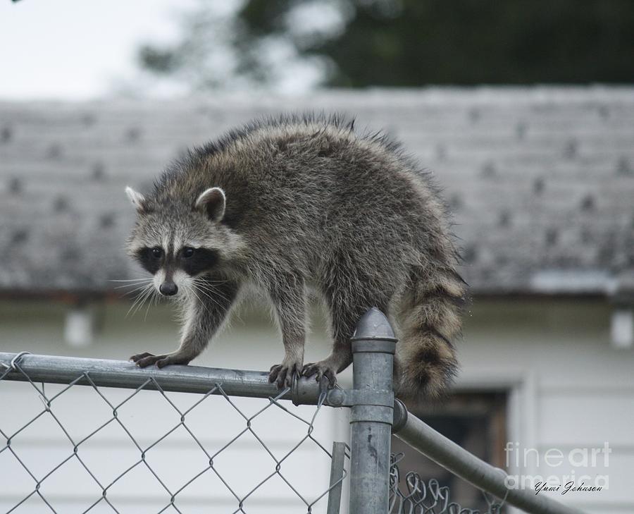 Raccoon  Photograph by Yumi Johnson