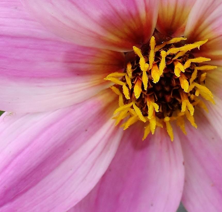 Radial Delight Photograph by Bruce Bley - Fine Art America