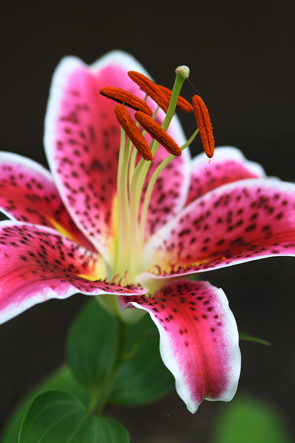 Radiant Lilly Photograph by Melany Raubolt | Fine Art America