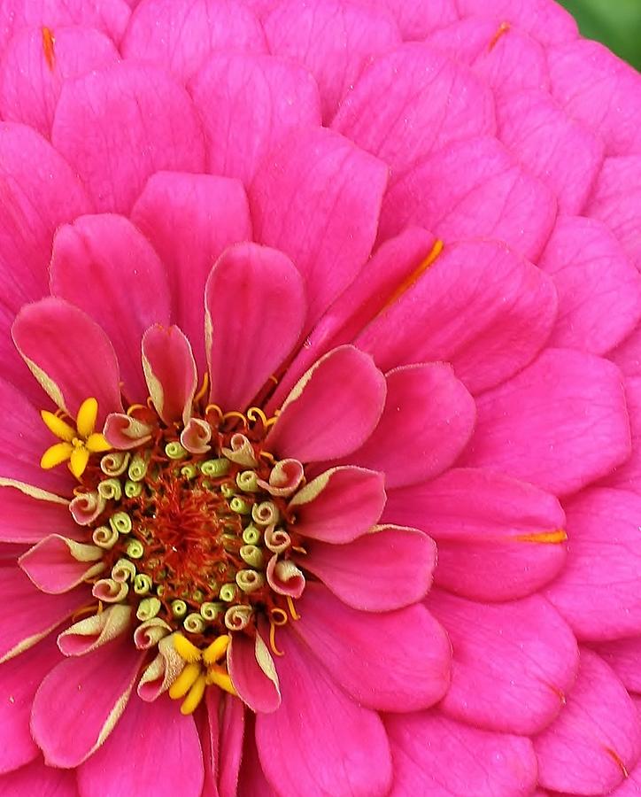 Radiant Pink Zinnia Photograph by Bruce Bley