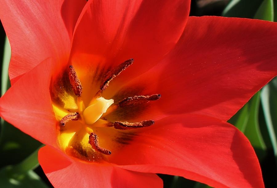 Radiant Red Tulip Photograph by Bruce Bley