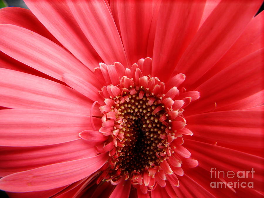 Daisy Photograph - Radiant by Rory Siegel