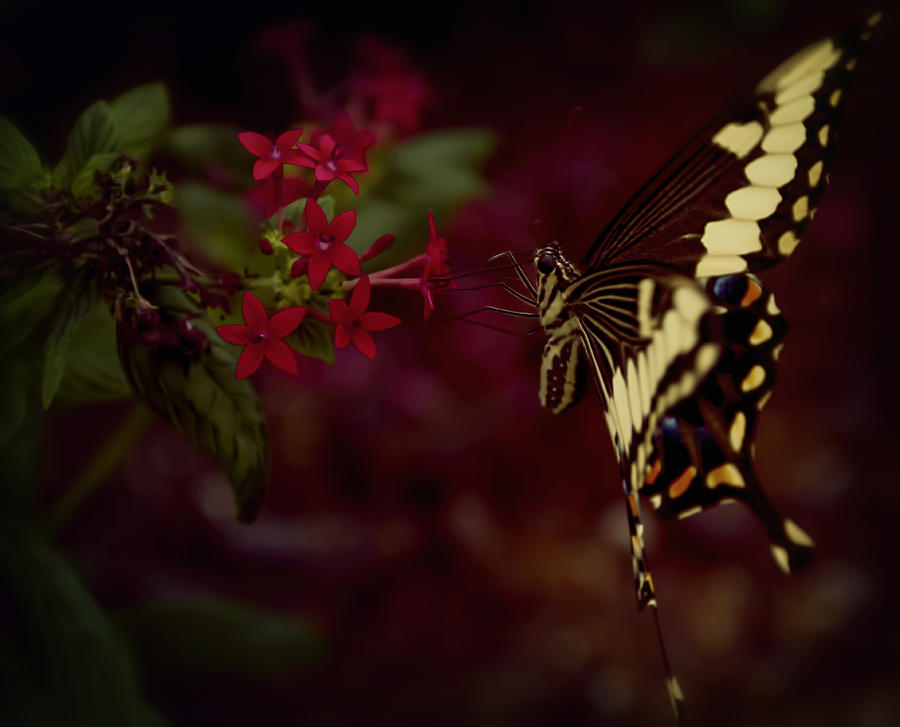 Radiant Swallowtail Photograph by Linda Tiepelman