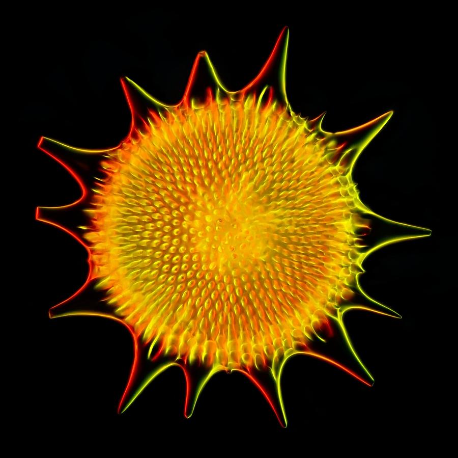 Radiolarian Shell, Light Micrograph Photograph by Gerd Guenther - Fine ...