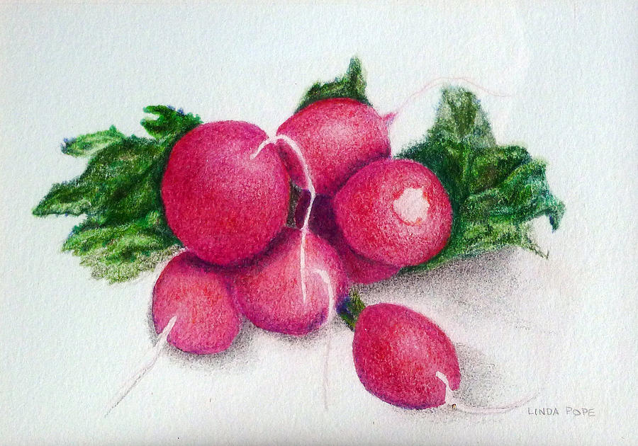 Radishes Drawing by Linda Pope
